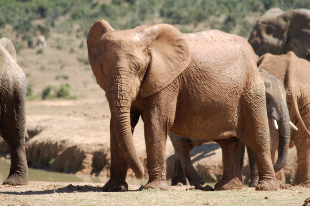 South African Wildlife - Elephant