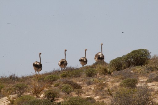 MalaMala Game Reserve